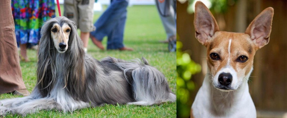Rat Terrier vs Afghan Hound - Breed Comparison