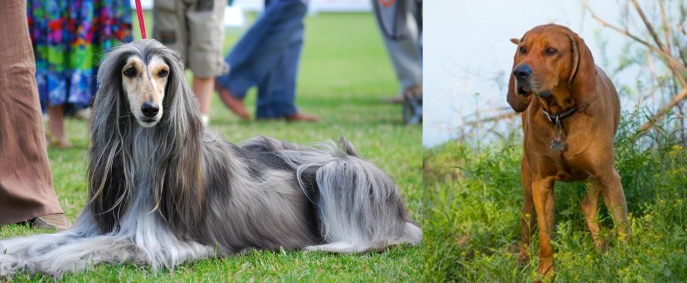 Redbone Coonhound vs Afghan Hound - Breed Comparison