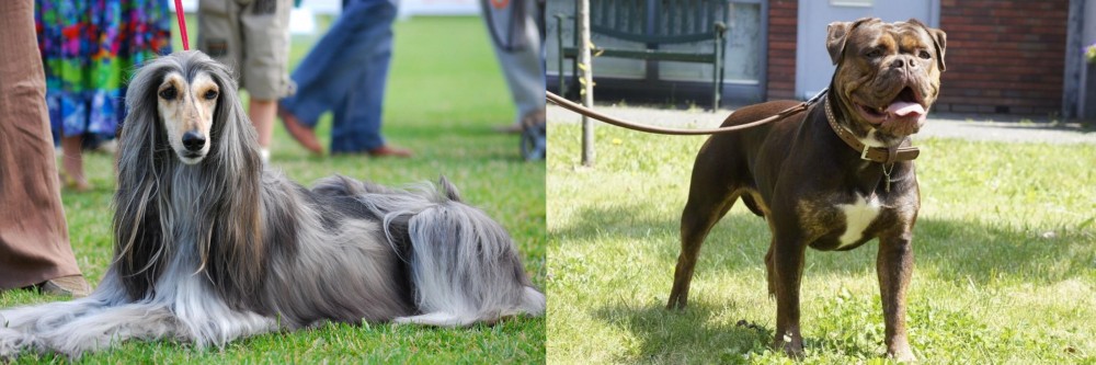 Renascence Bulldogge vs Afghan Hound - Breed Comparison