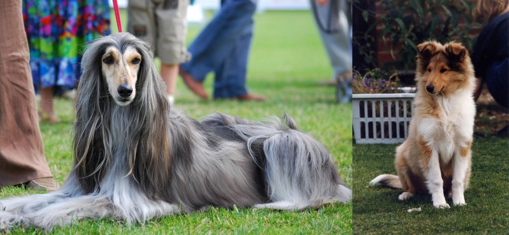 Rough Collie vs Afghan Hound - Breed Comparison