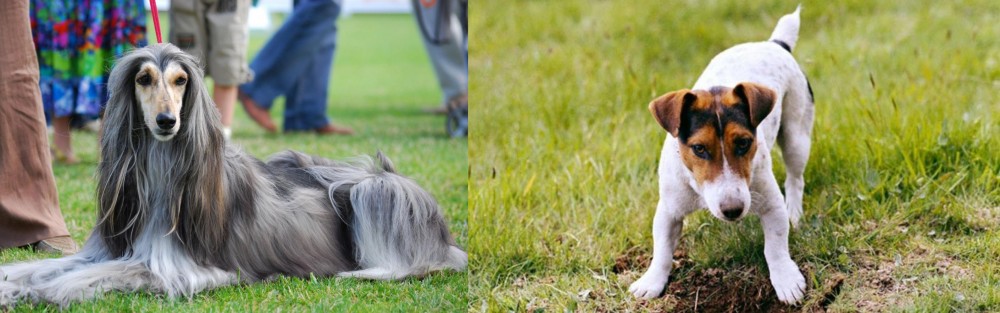 Russell Terrier vs Afghan Hound - Breed Comparison