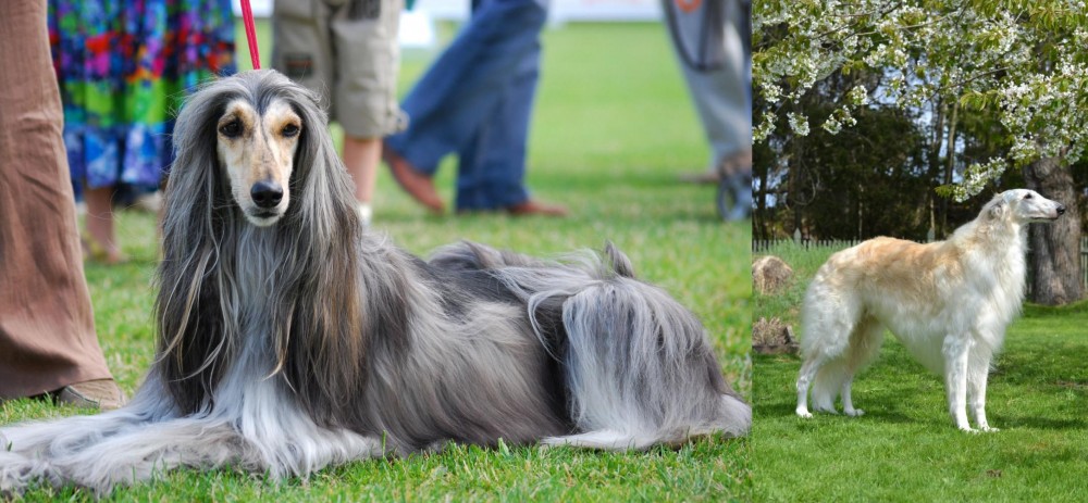 Russian Hound vs Afghan Hound - Breed Comparison