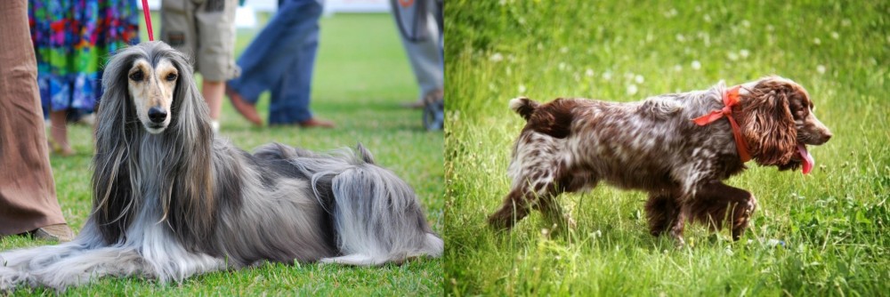 Russian Spaniel vs Afghan Hound - Breed Comparison