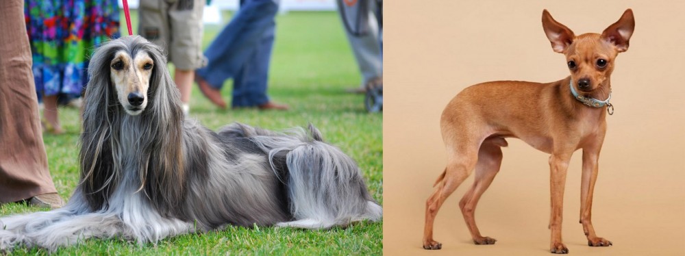 Russian Toy Terrier vs Afghan Hound - Breed Comparison