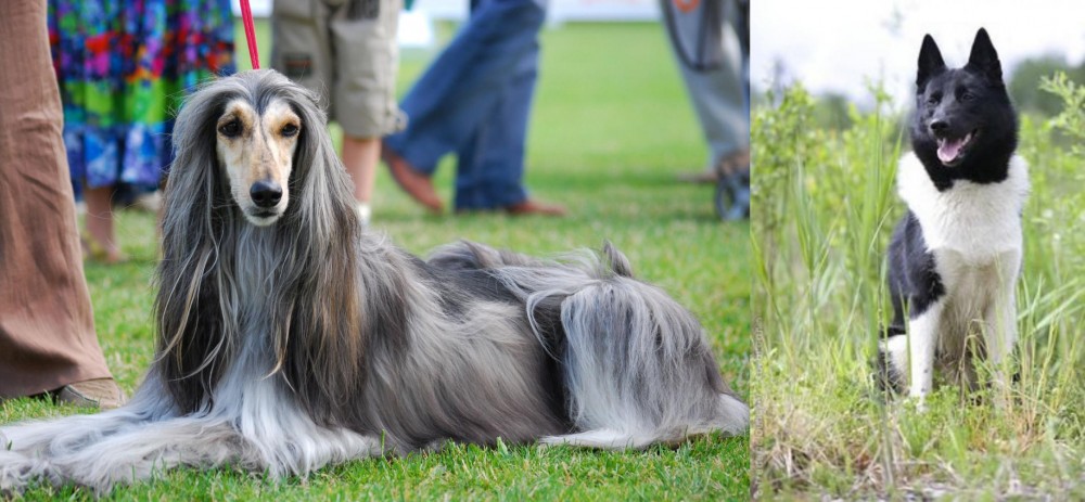 Russo-European Laika vs Afghan Hound - Breed Comparison