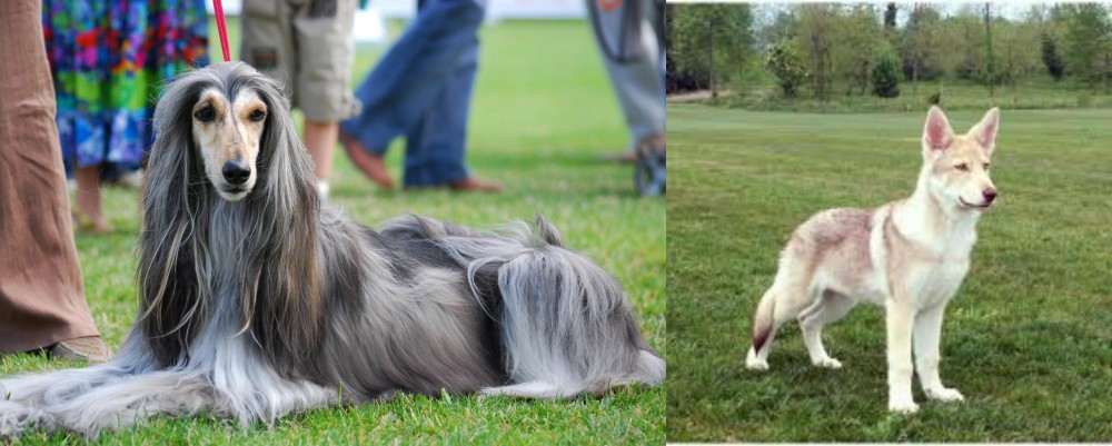 Saarlooswolfhond vs Afghan Hound - Breed Comparison