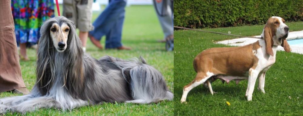 Sabueso Espanol vs Afghan Hound - Breed Comparison