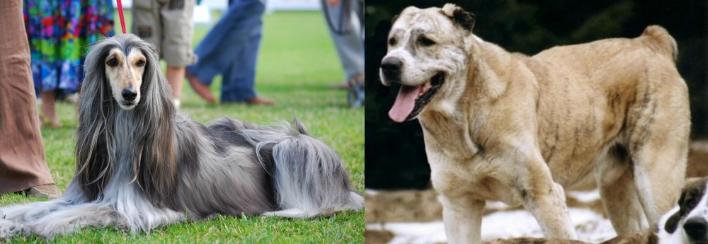 Sage Koochee vs Afghan Hound - Breed Comparison