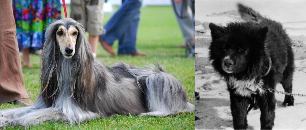 Sakhalin Husky vs Afghan Hound - Breed Comparison