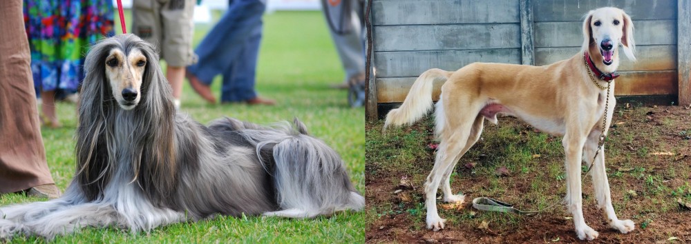 Saluki vs Afghan Hound - Breed Comparison