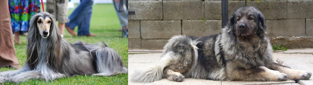 Sarplaninac vs Afghan Hound - Breed Comparison