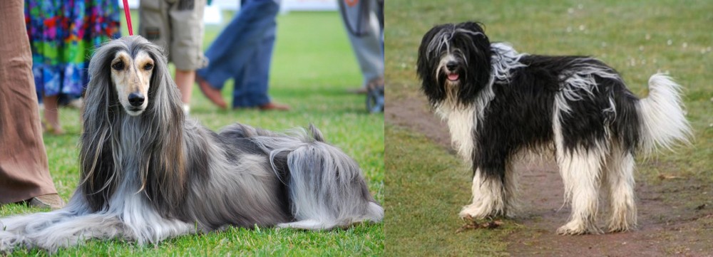 Schapendoes vs Afghan Hound - Breed Comparison