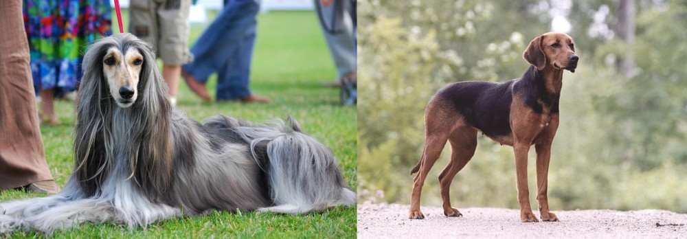 Schillerstovare vs Afghan Hound - Breed Comparison