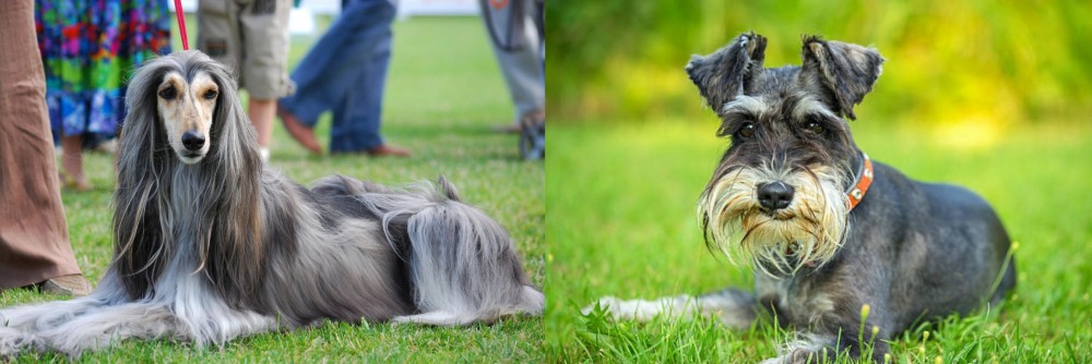 Schnauzer vs Afghan Hound - Breed Comparison