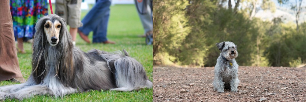 Schnoodle vs Afghan Hound - Breed Comparison