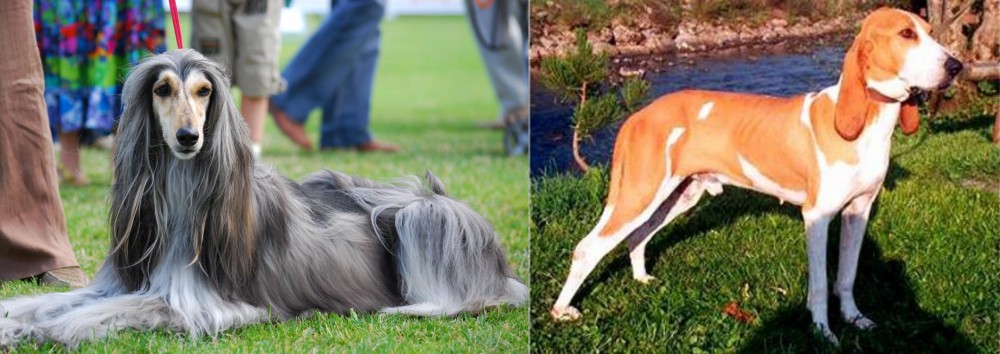 Schweizer Laufhund vs Afghan Hound - Breed Comparison