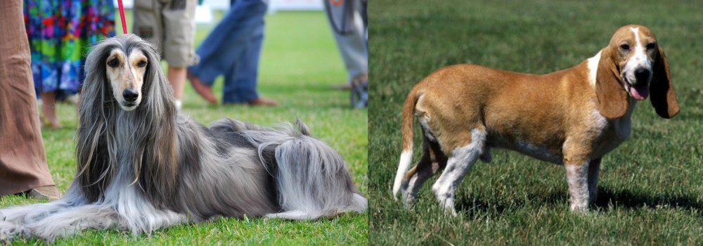 Schweizer Niederlaufhund vs Afghan Hound - Breed Comparison