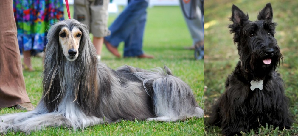 Scoland Terrier vs Afghan Hound - Breed Comparison