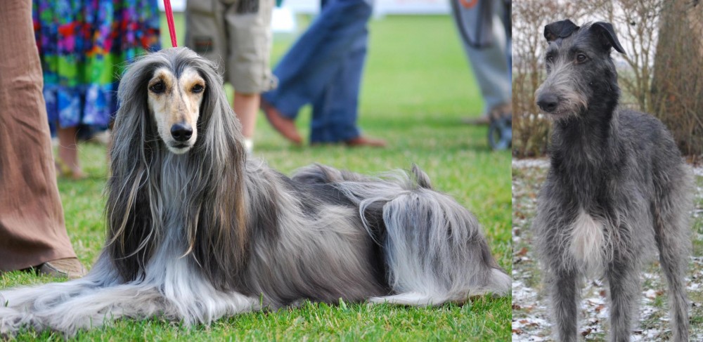 Scottish Deerhound vs Afghan Hound - Breed Comparison