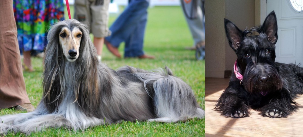Scottish Terrier vs Afghan Hound - Breed Comparison