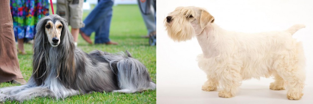 Sealyham Terrier vs Afghan Hound - Breed Comparison