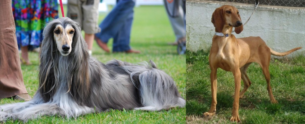 Segugio Italiano vs Afghan Hound - Breed Comparison