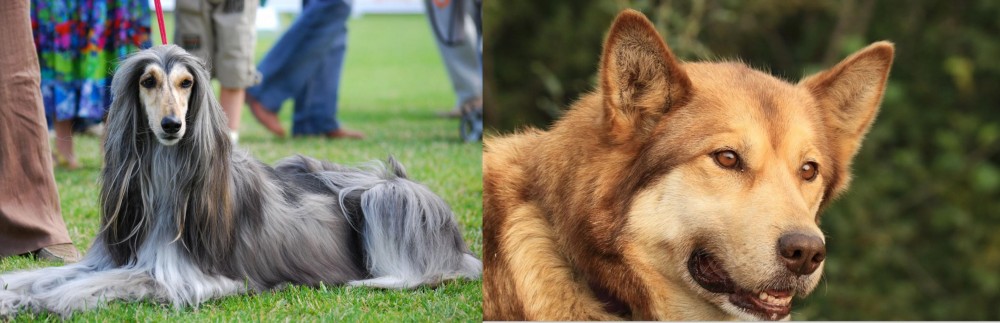 Seppala Siberian Sleddog vs Afghan Hound - Breed Comparison