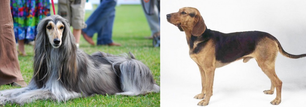 Serbian Hound vs Afghan Hound - Breed Comparison