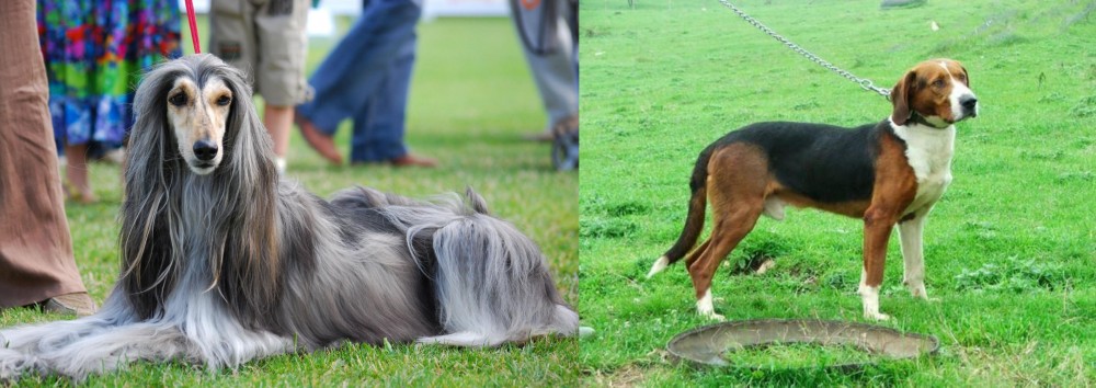 Serbian Tricolour Hound vs Afghan Hound - Breed Comparison