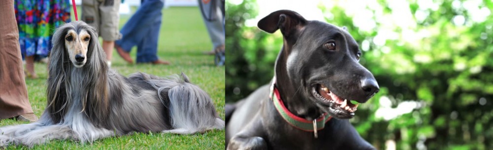 Shepard Labrador vs Afghan Hound - Breed Comparison