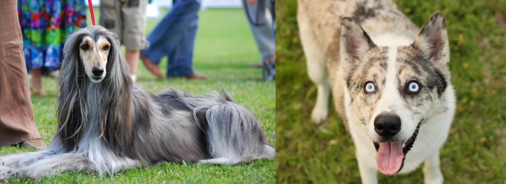 Shepherd Husky vs Afghan Hound - Breed Comparison