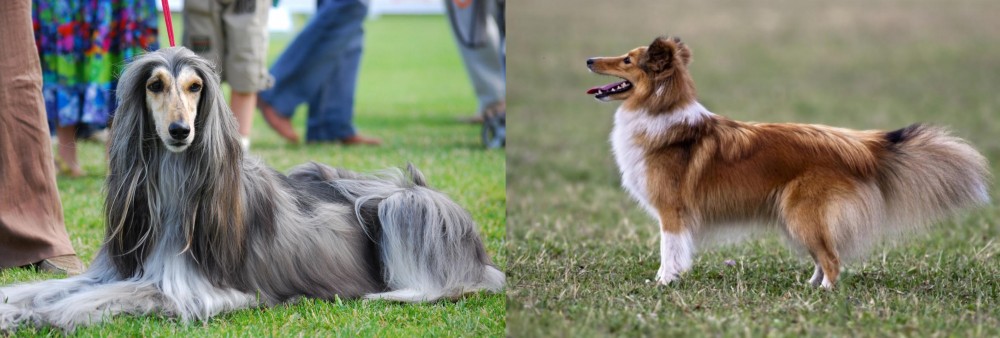 Shetland Sheepdog vs Afghan Hound - Breed Comparison