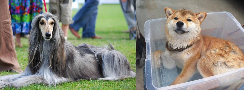 Shiba Inu vs Afghan Hound - Breed Comparison
