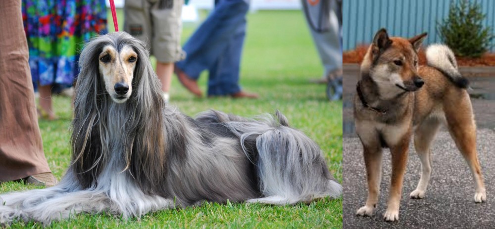 Shikoku vs Afghan Hound - Breed Comparison