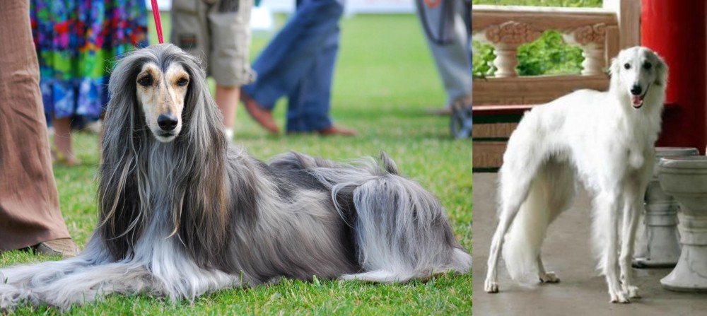 Silken Windhound vs Afghan Hound - Breed Comparison