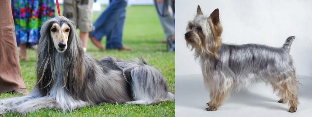 Silky Terrier vs Afghan Hound - Breed Comparison