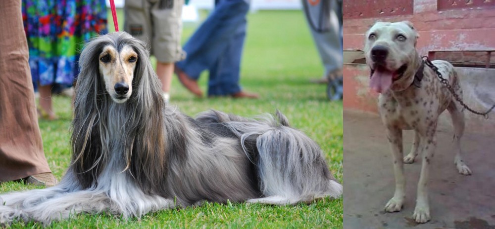 Sindh Mastiff vs Afghan Hound - Breed Comparison