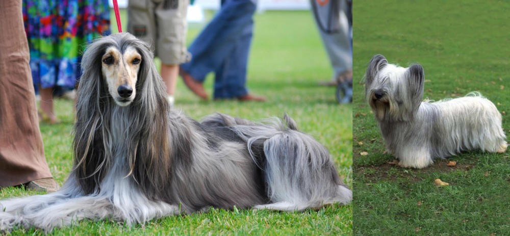 Skye Terrier vs Afghan Hound - Breed Comparison