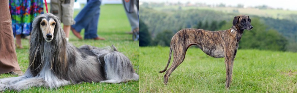 Sloughi vs Afghan Hound - Breed Comparison