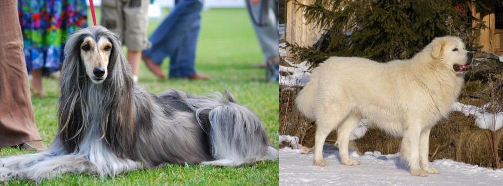 Slovak Cuvac vs Afghan Hound - Breed Comparison