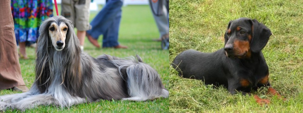 Slovakian Hound vs Afghan Hound - Breed Comparison