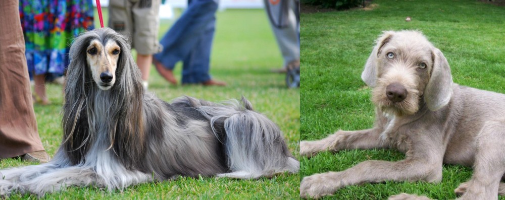 Slovakian Rough Haired Pointer vs Afghan Hound - Breed Comparison
