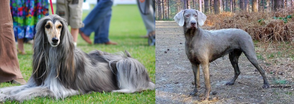 Slovensky Hrubosrsty Stavac vs Afghan Hound - Breed Comparison
