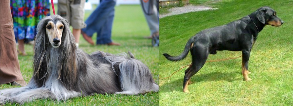 Smalandsstovare vs Afghan Hound - Breed Comparison