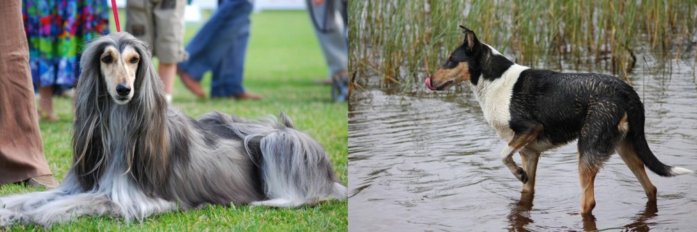 Smooth Collie vs Afghan Hound - Breed Comparison