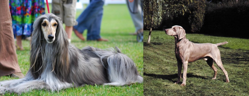 Smooth Haired Weimaraner vs Afghan Hound - Breed Comparison