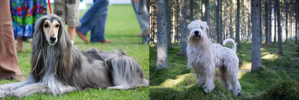 Soft-Coated Wheaten Terrier vs Afghan Hound - Breed Comparison