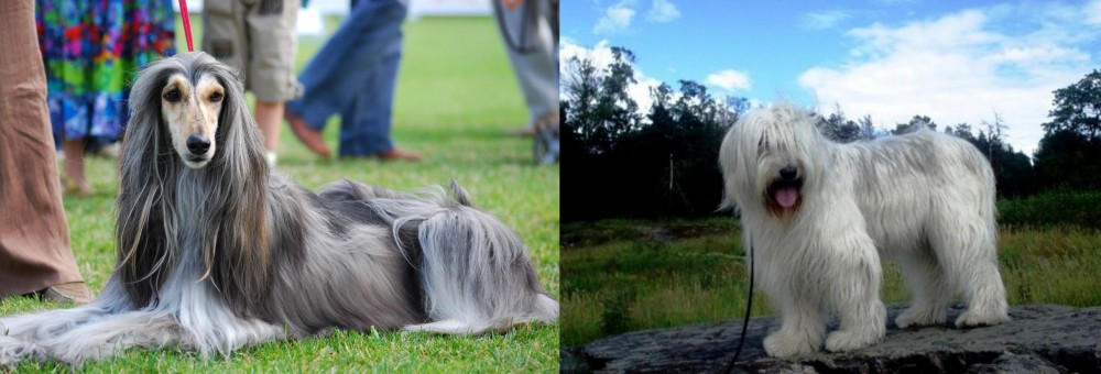 South Russian Ovcharka vs Afghan Hound - Breed Comparison