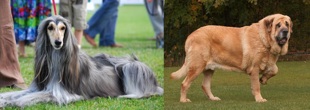 Spanish Mastiff vs Afghan Hound - Breed Comparison