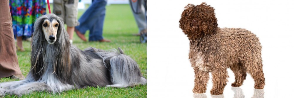 Spanish Water Dog vs Afghan Hound - Breed Comparison
